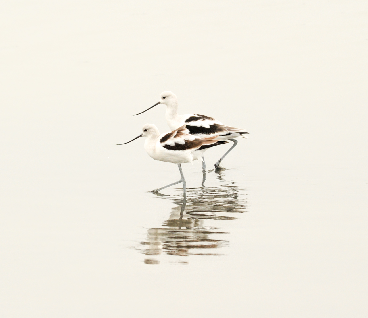 Avocet Duet