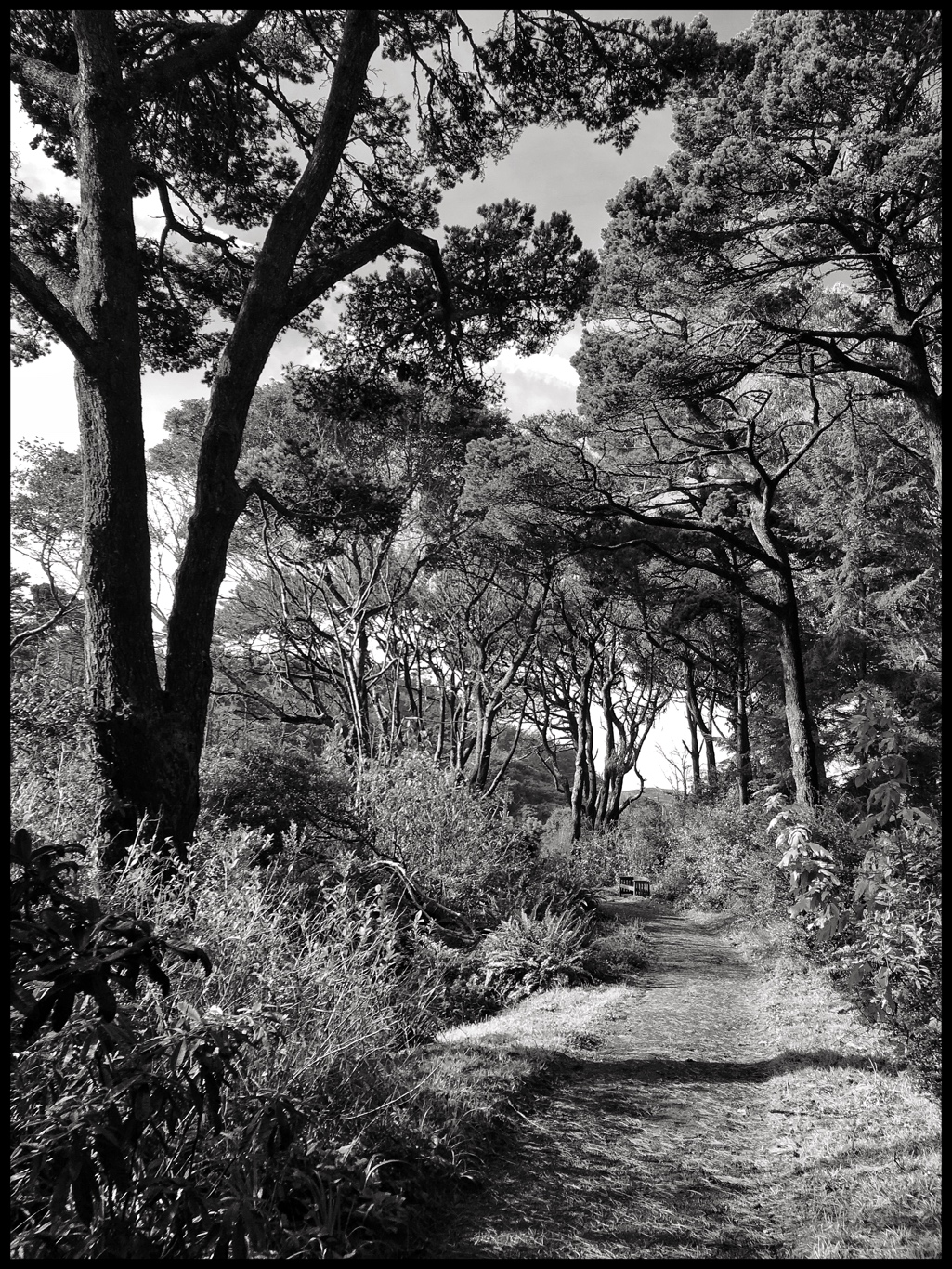 The Boulevard of Giant Bonsai