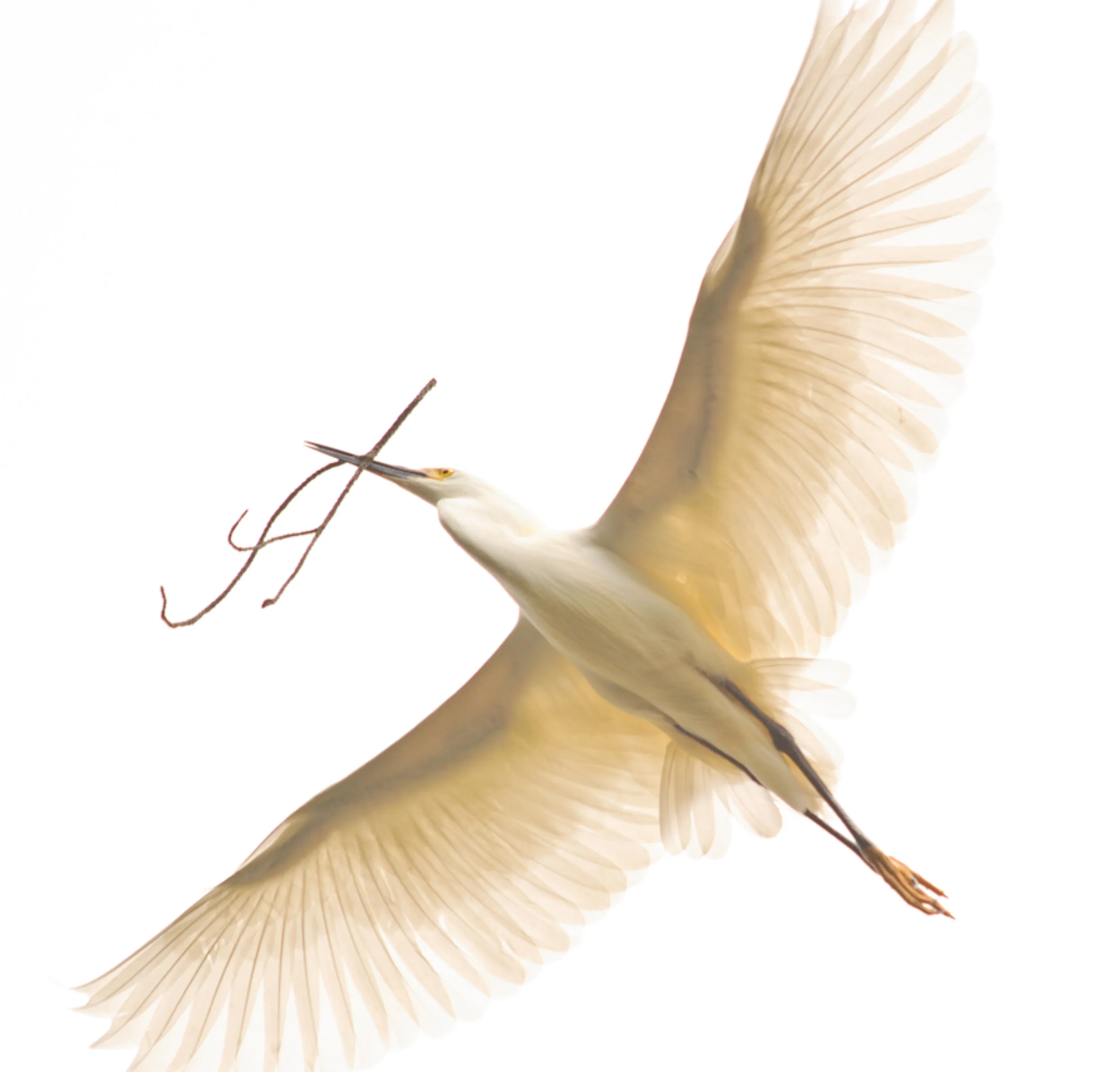 Transience by Becky Jaffe larger version 4.JPG