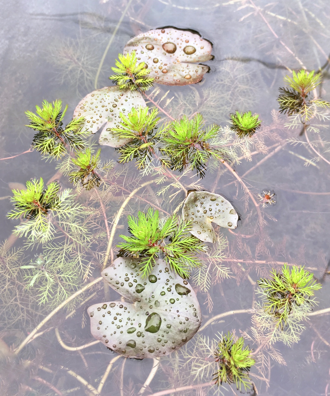 The ponds are frothing at the mouth, salivating for more Life.