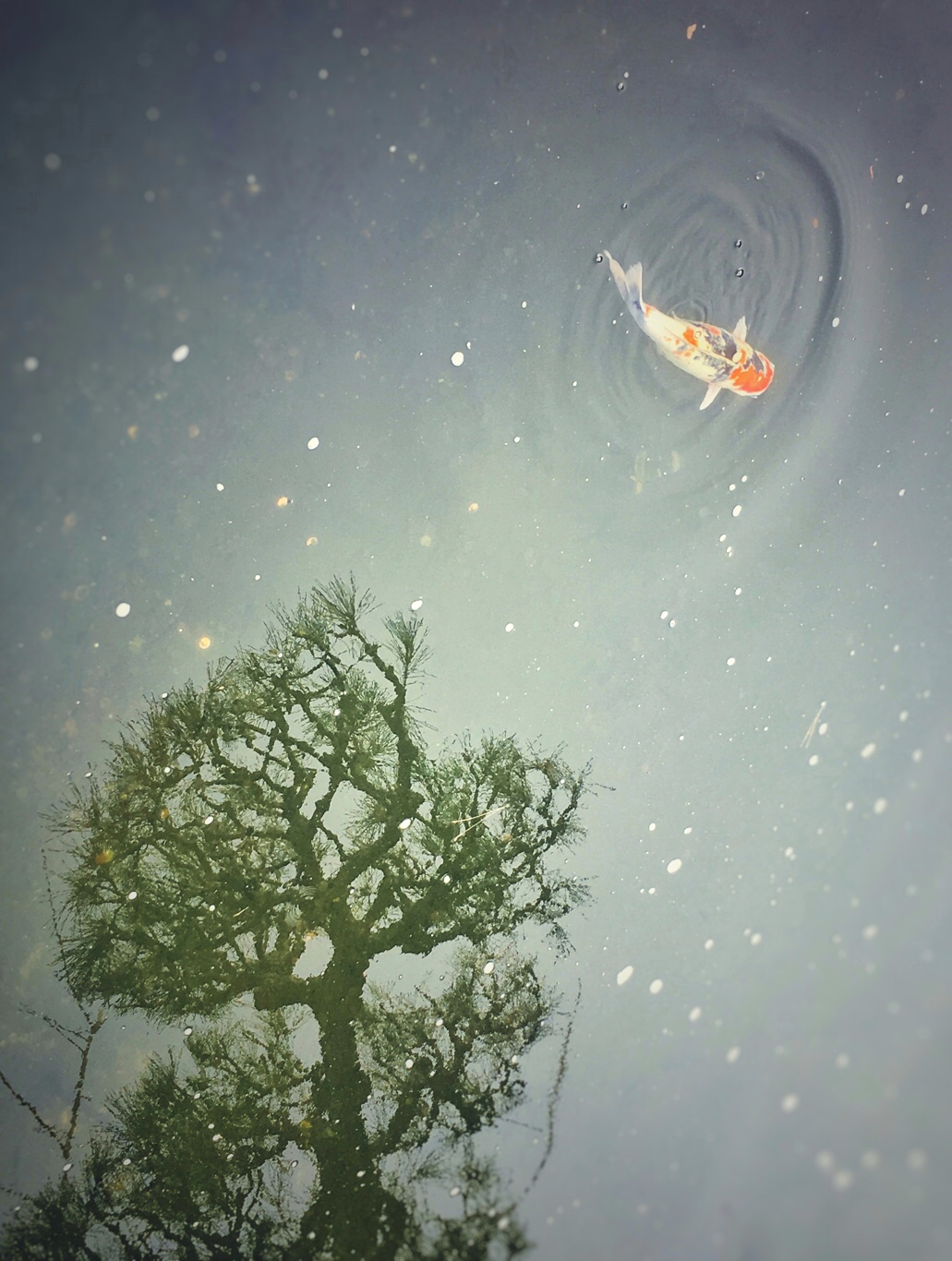 Fishrise