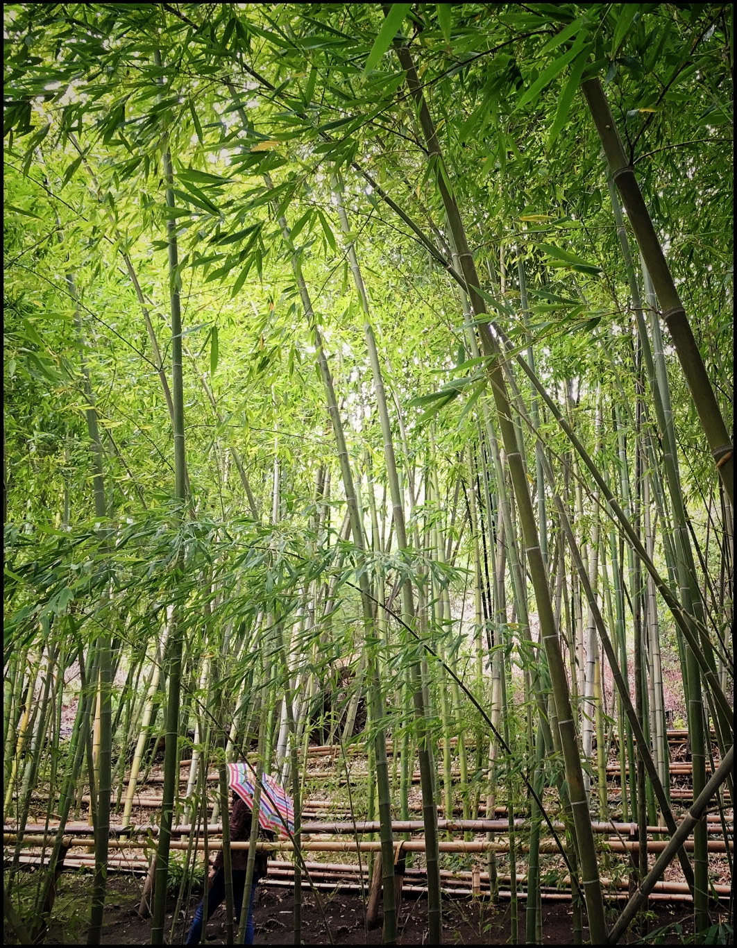 Umbrella in bamboo grove by Becky Jaffe.jpeg