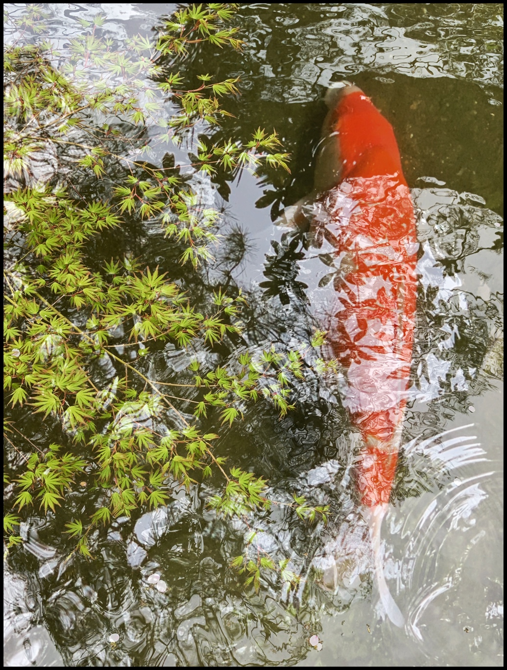 A koi fish is an exclamation point on an enthusiastic landscape