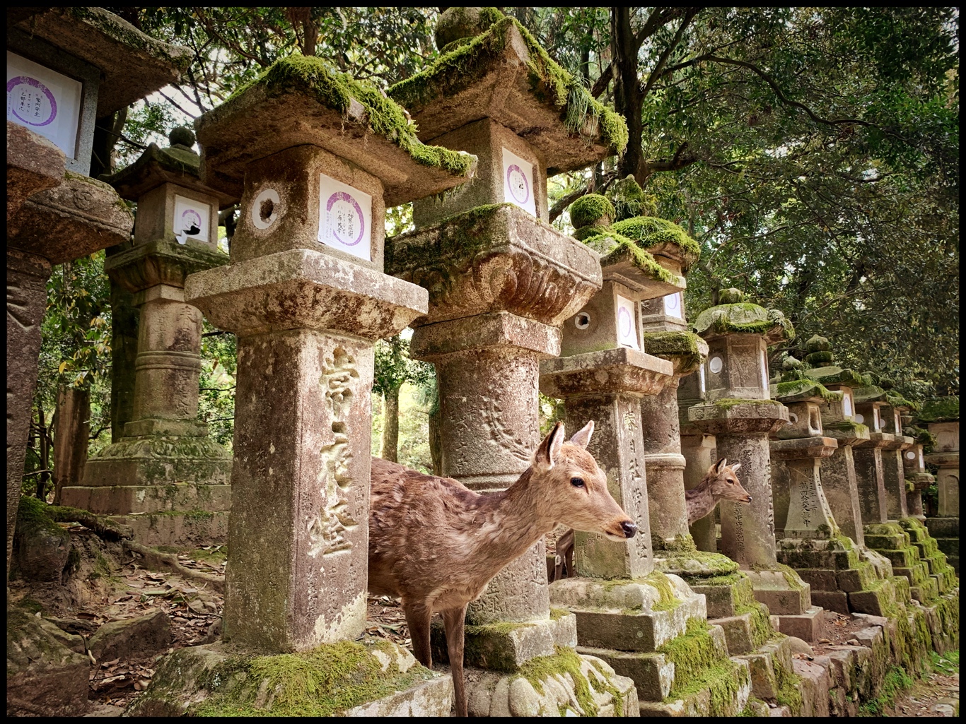 Kami