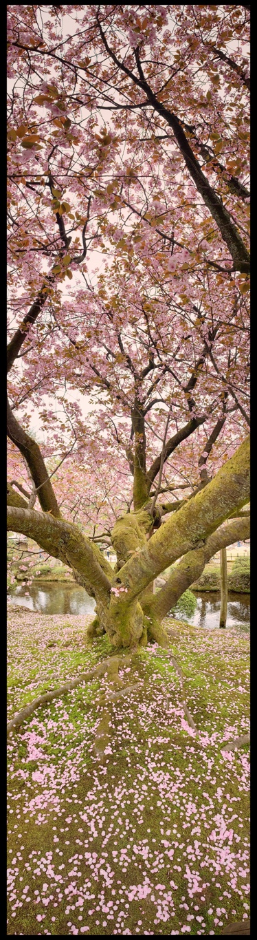 Sakura