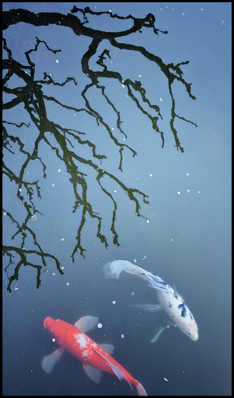  Sometimes beauty swims toward you, and it is all you can do to stand there on the bridge, your mouth opening and closing like a koi fish gasping for air.  