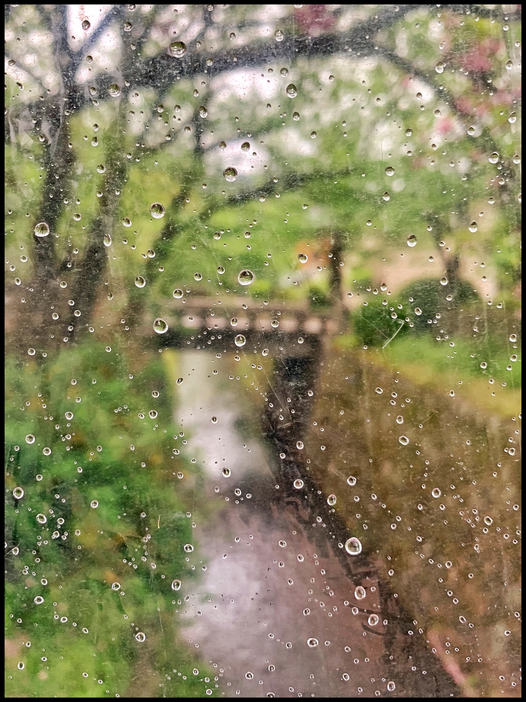 The Philosopher's Path, as seen through an accidental umbrella