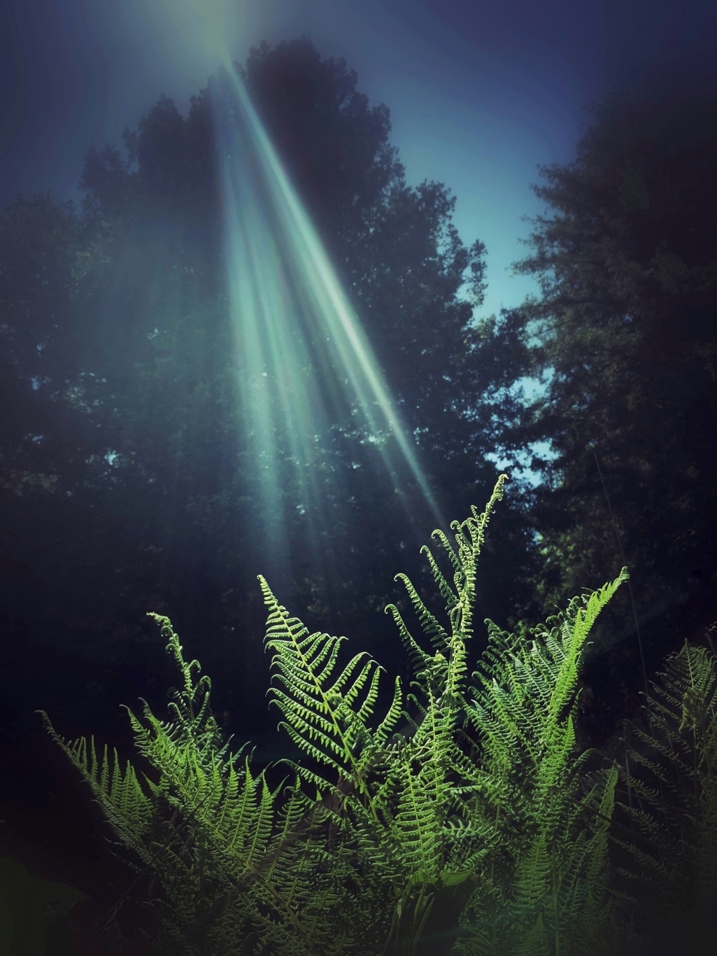 Good morning Sunshine by Becky Jaffe.jpeg
