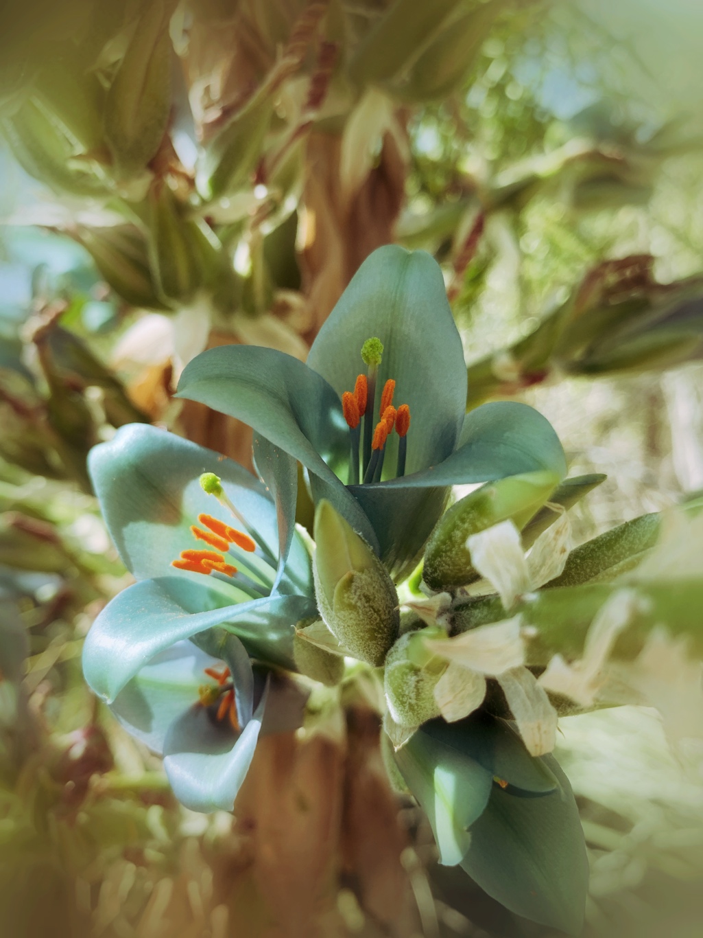 Puya chilensis