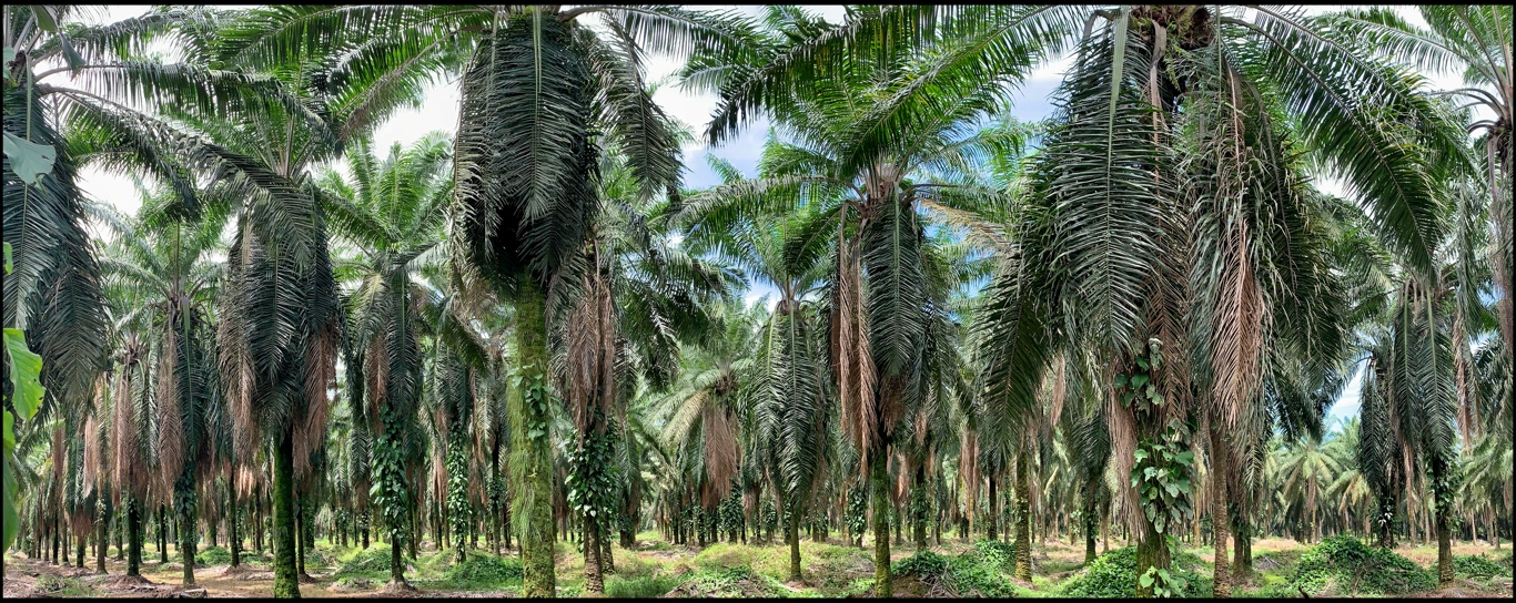 Palm oil plantation by Becky Jaffe.JPG