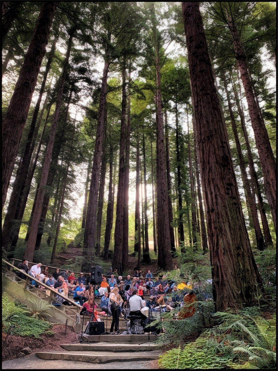 Redwood Grove Concert by Becky Jaffe.jpeg