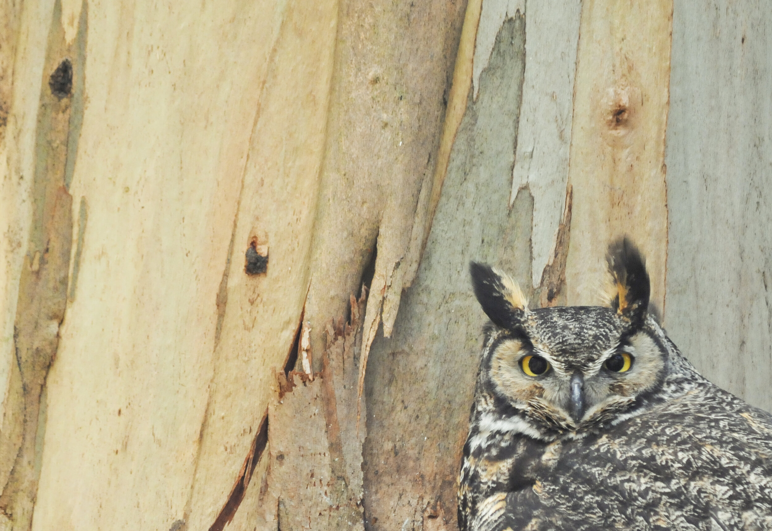 Great Great Great Great Horned Owl