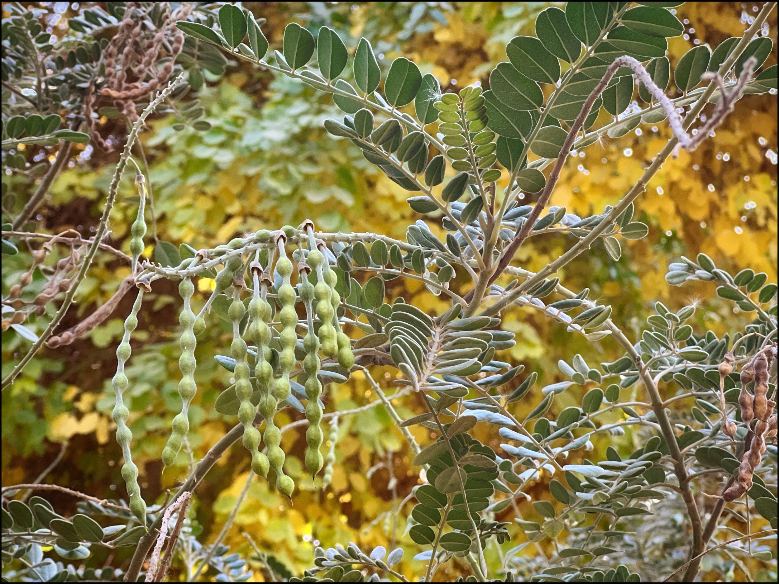 Aswan Botanical Garden