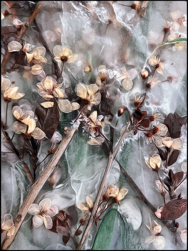 Cherry Blossoms on Ice by Becky Jaffe.JPG