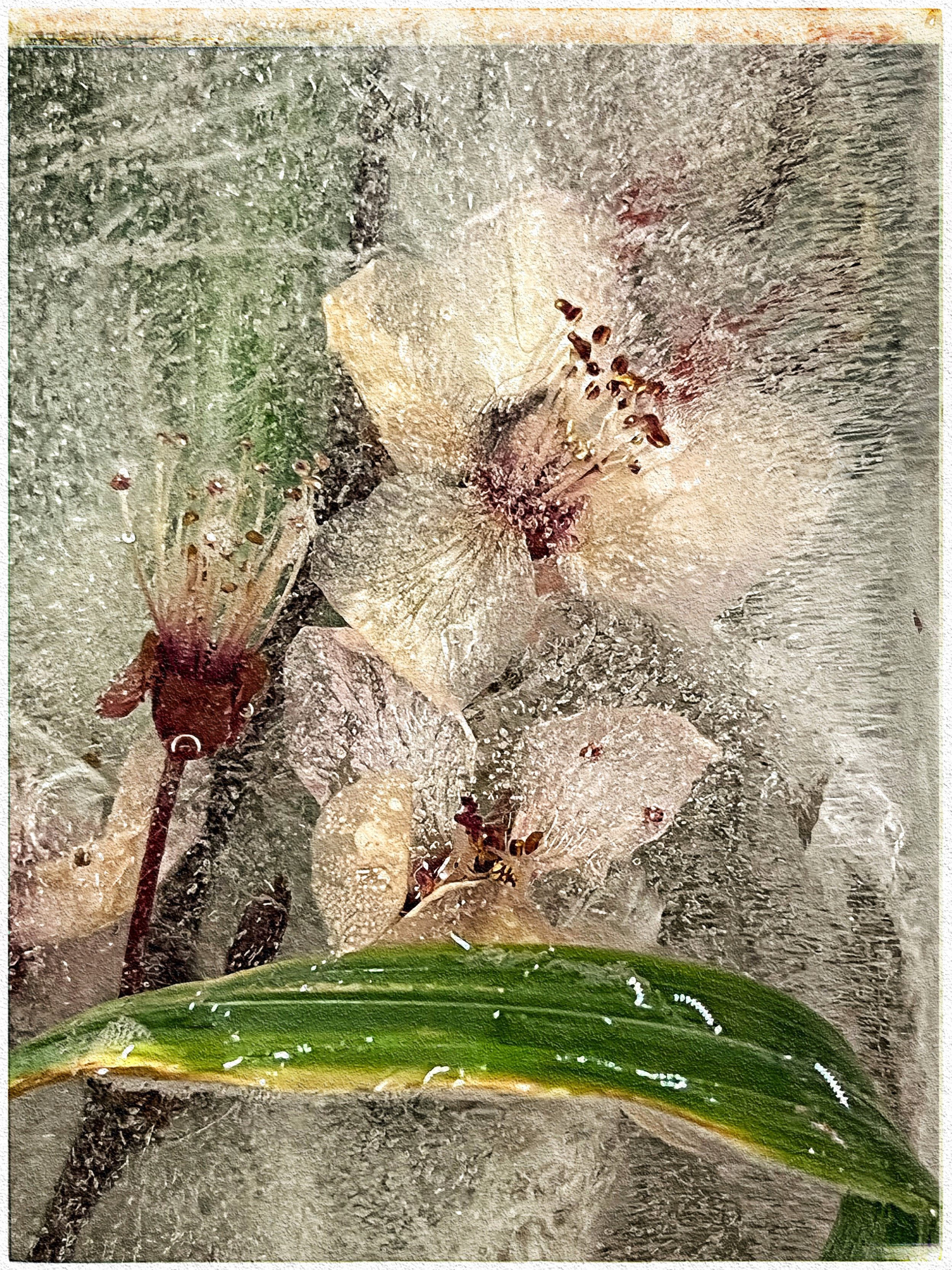  There is not so much food in my freezer-museum as there are tiny icy canvases filled with frozen Spring. Beauty is another kind of food.  