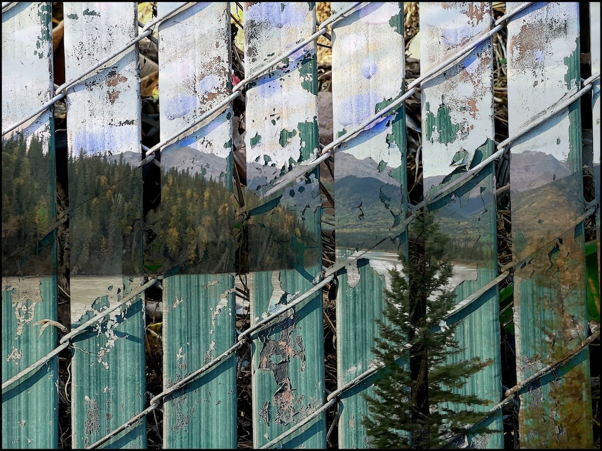 Life cycle of a tree