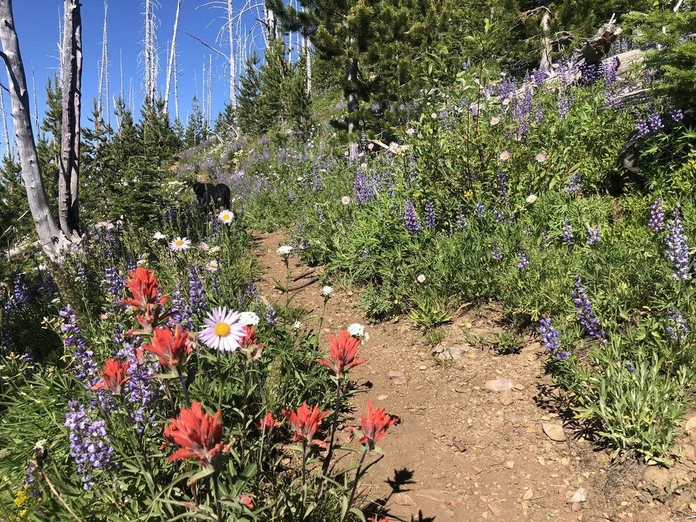 Virtual Pub Night #1: Forest Restoration