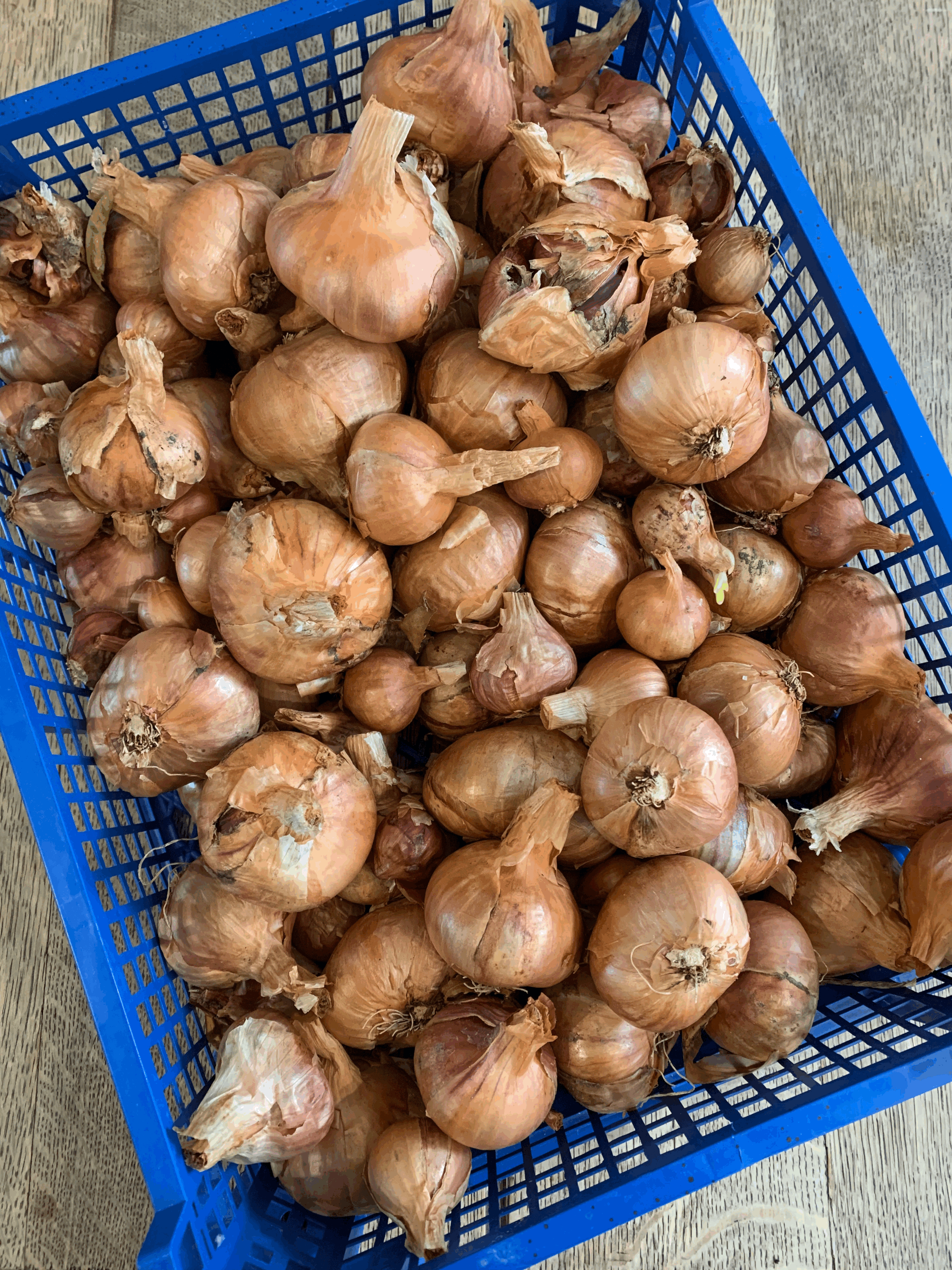 tempImageWwD2KN.gif (Copy)