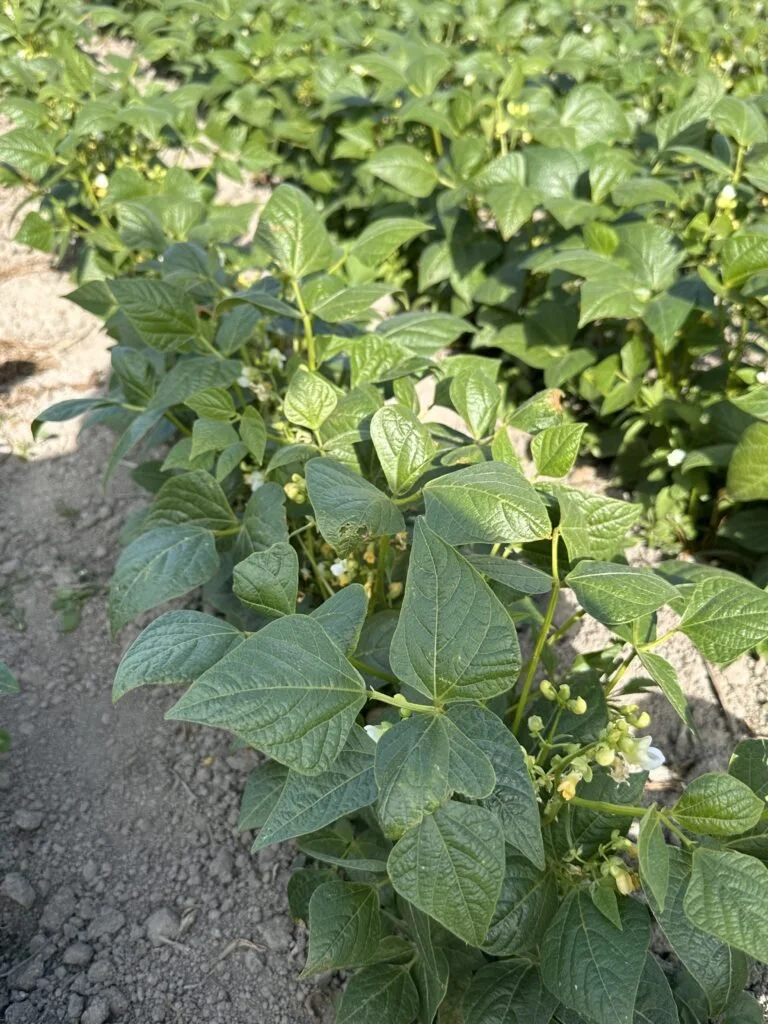 Progress with Biologicals for Fungal Disease control in Peas and Beans