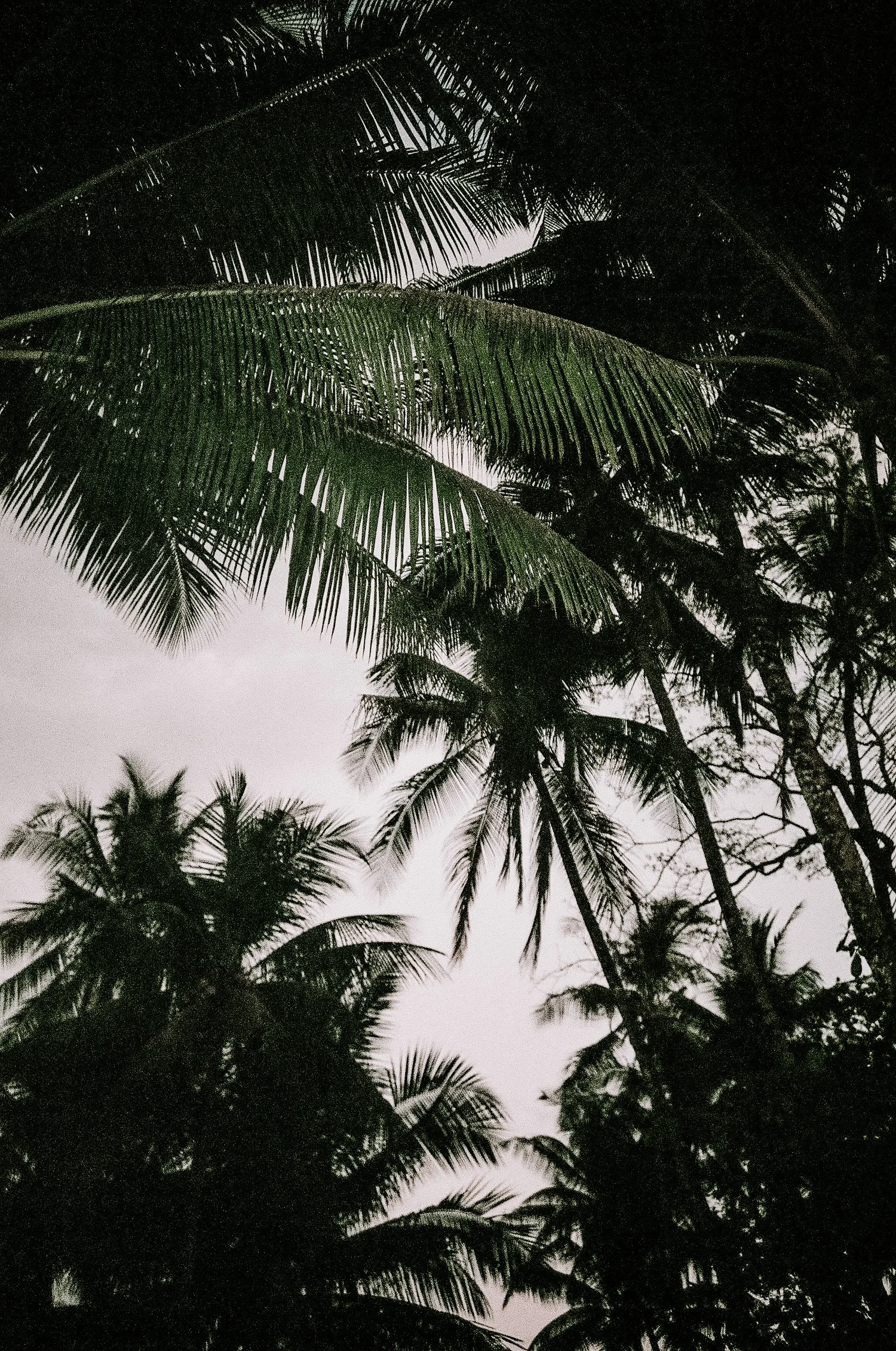 Palm trees against a soft sky