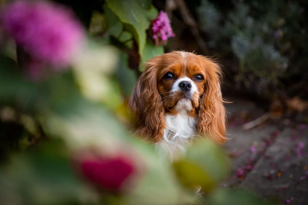 London dog and family photographer