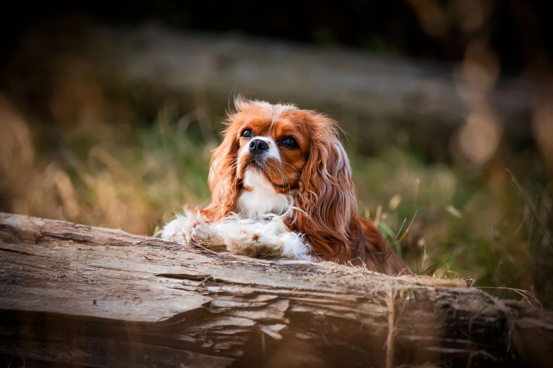 Family and dog photographer London