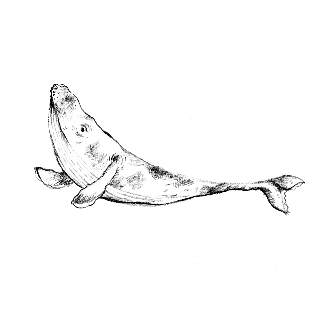 small_wave.png