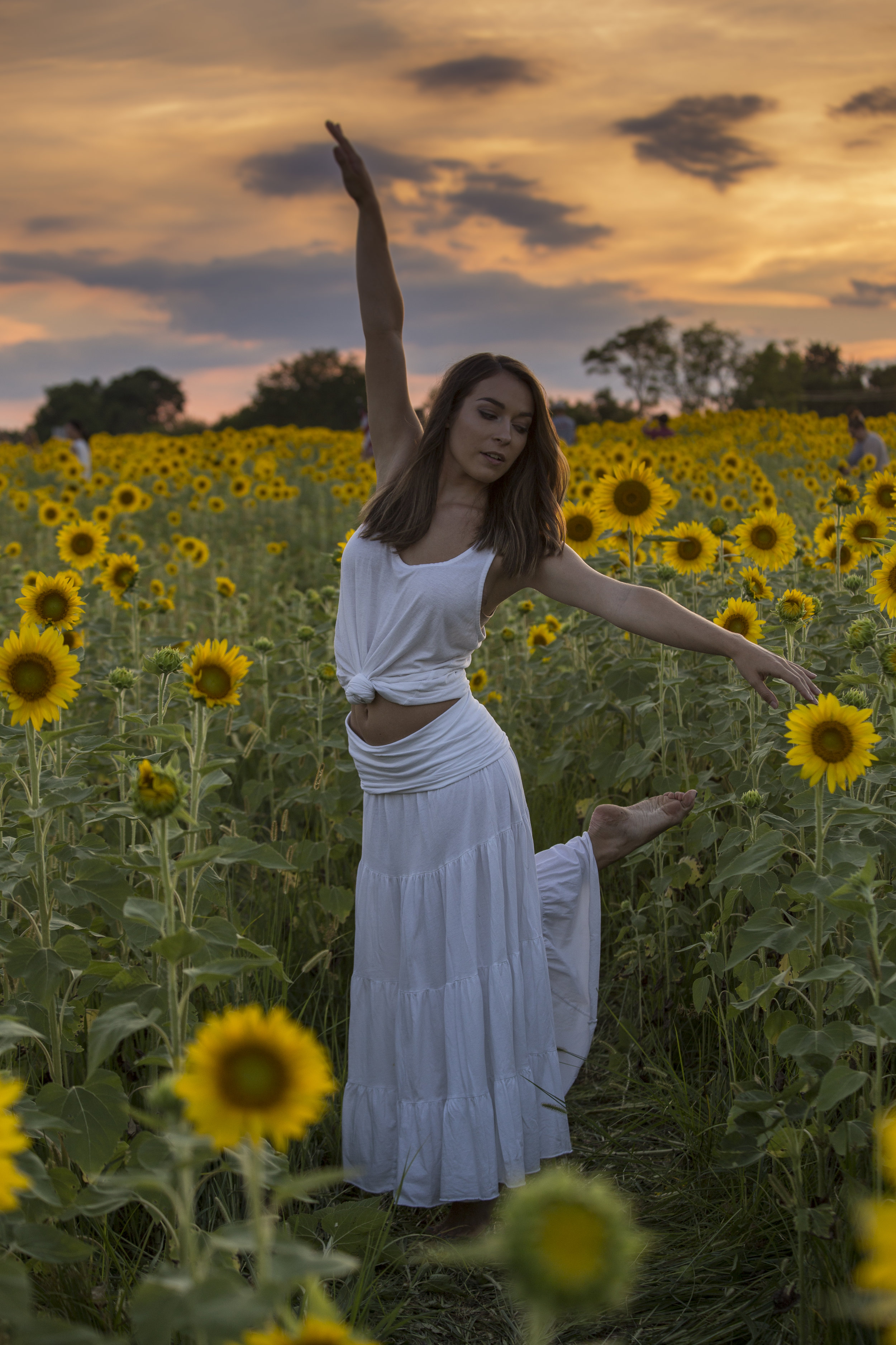 Sunflower Sunset-1208.jpg