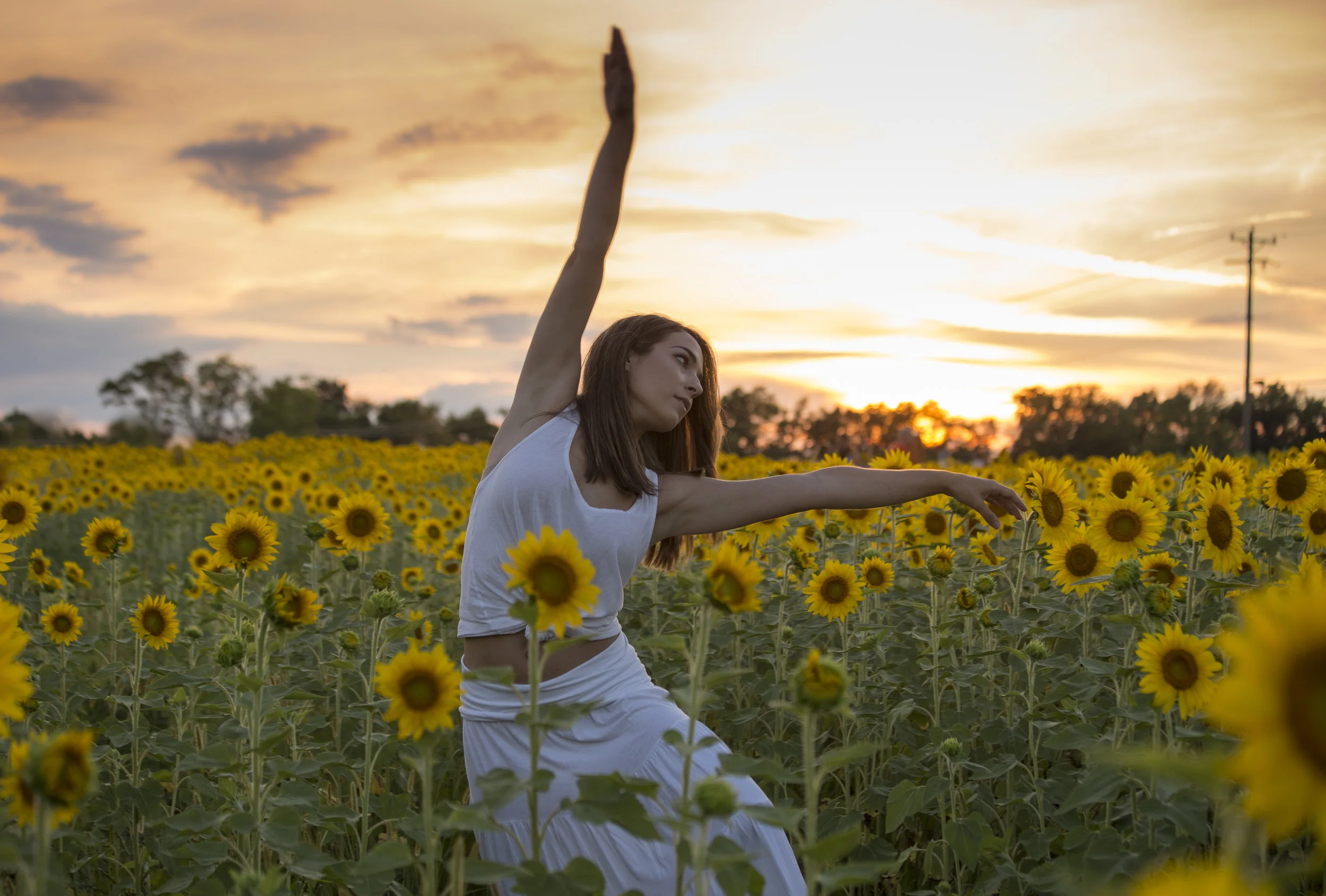 Sunflower Sunset-1229.jpg