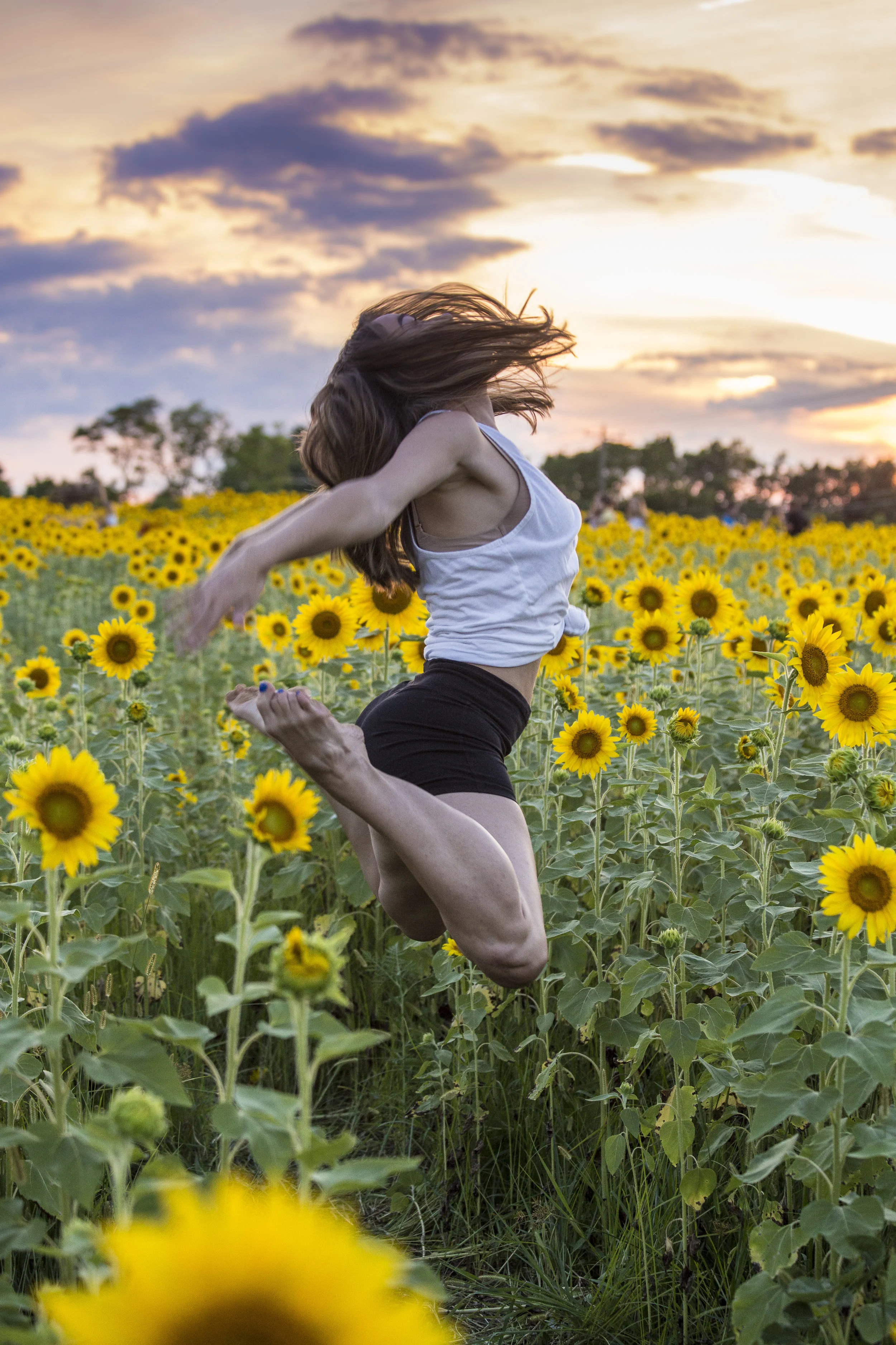 Sunflower Sunset-1300.jpg