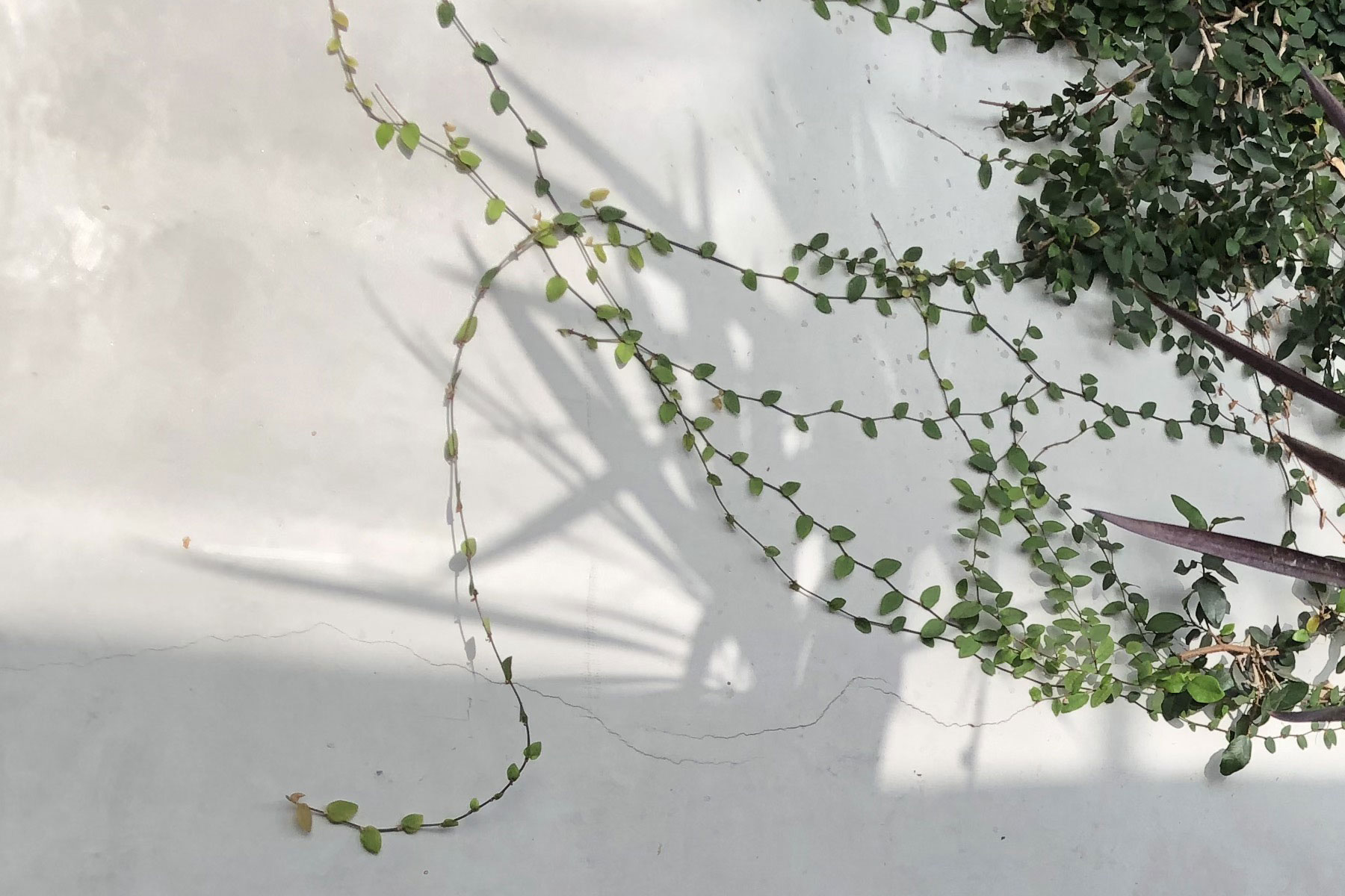 Outdoor Vine Wall at SocialSet Studio
