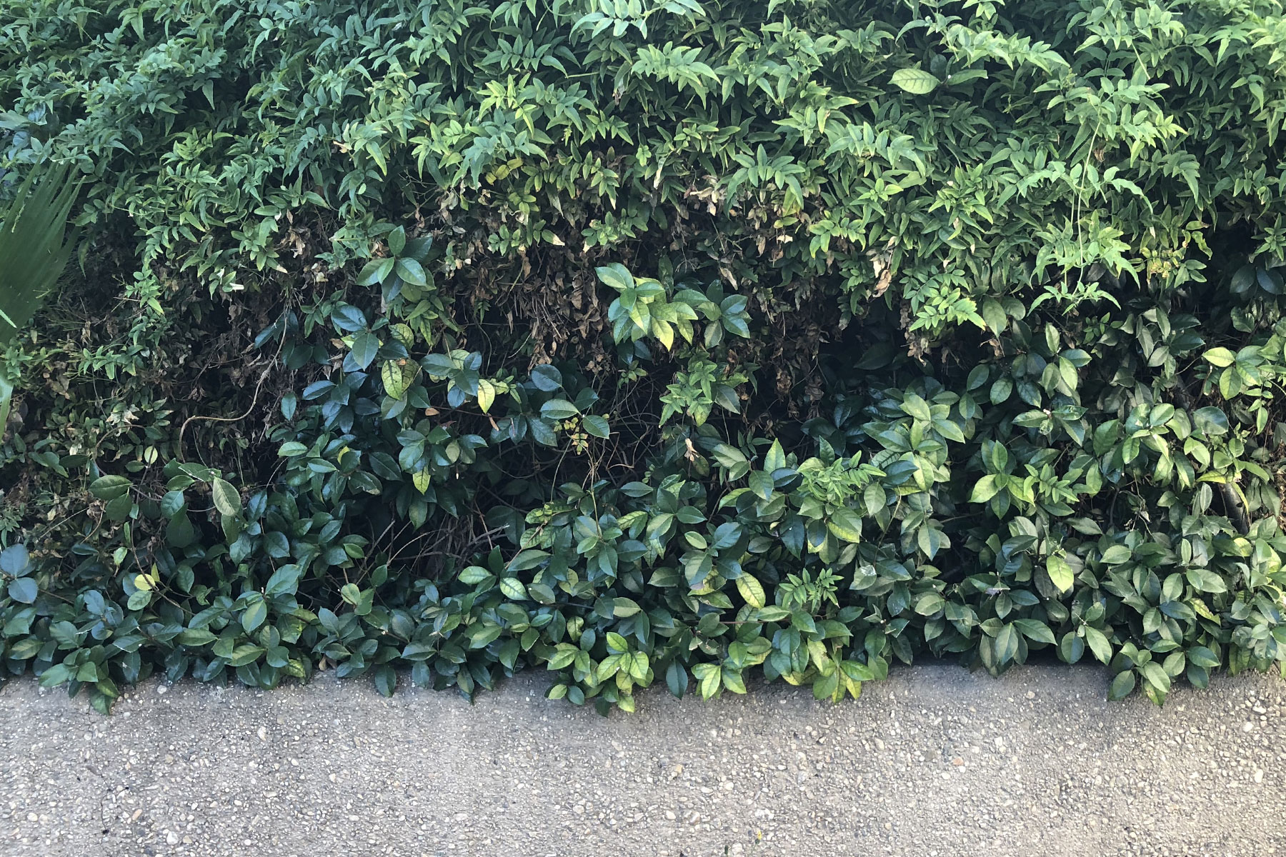 Outdoor Vine Wall Photo Background