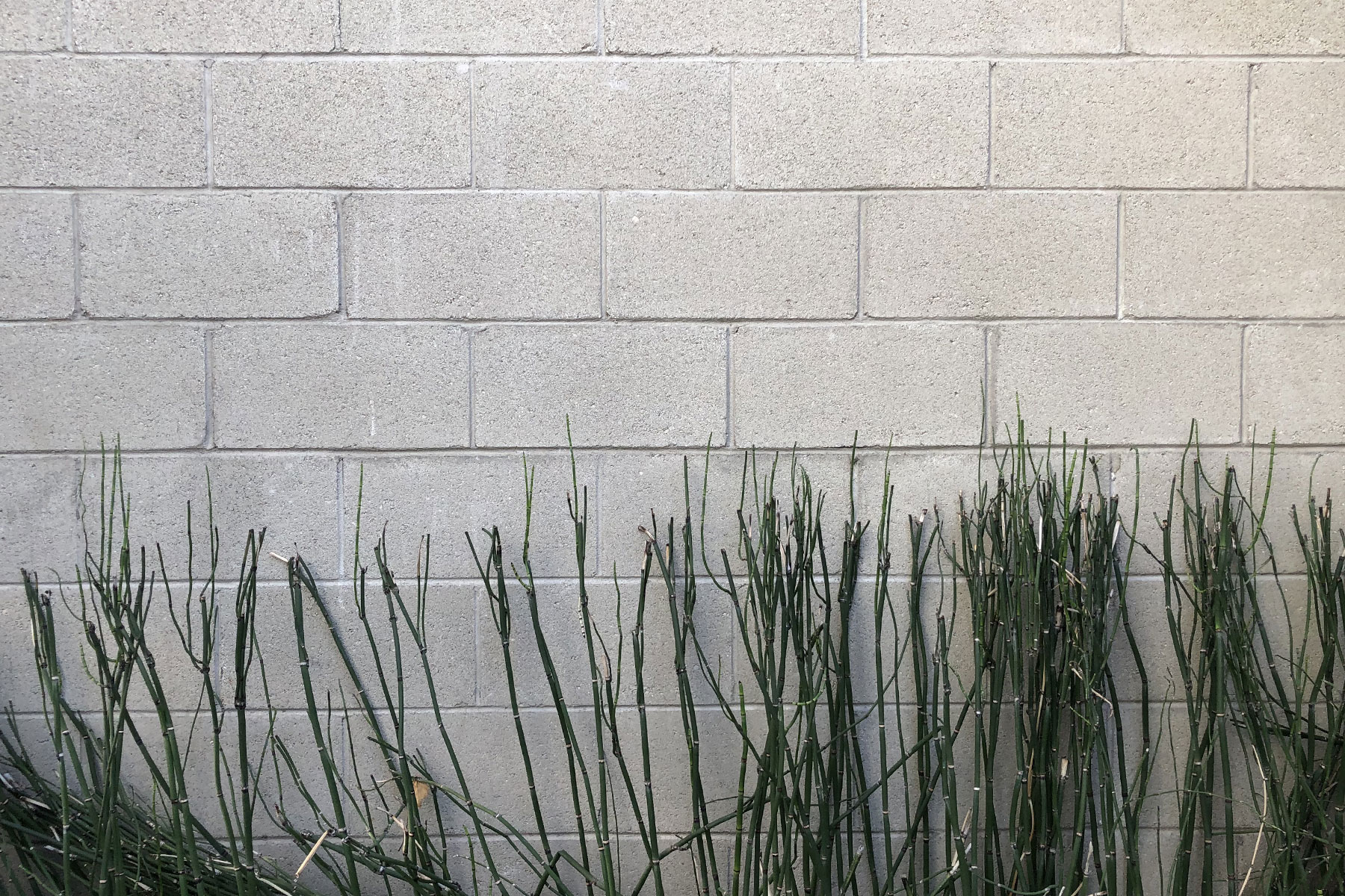 Brick Wall With Bamboo - Outdoor Location