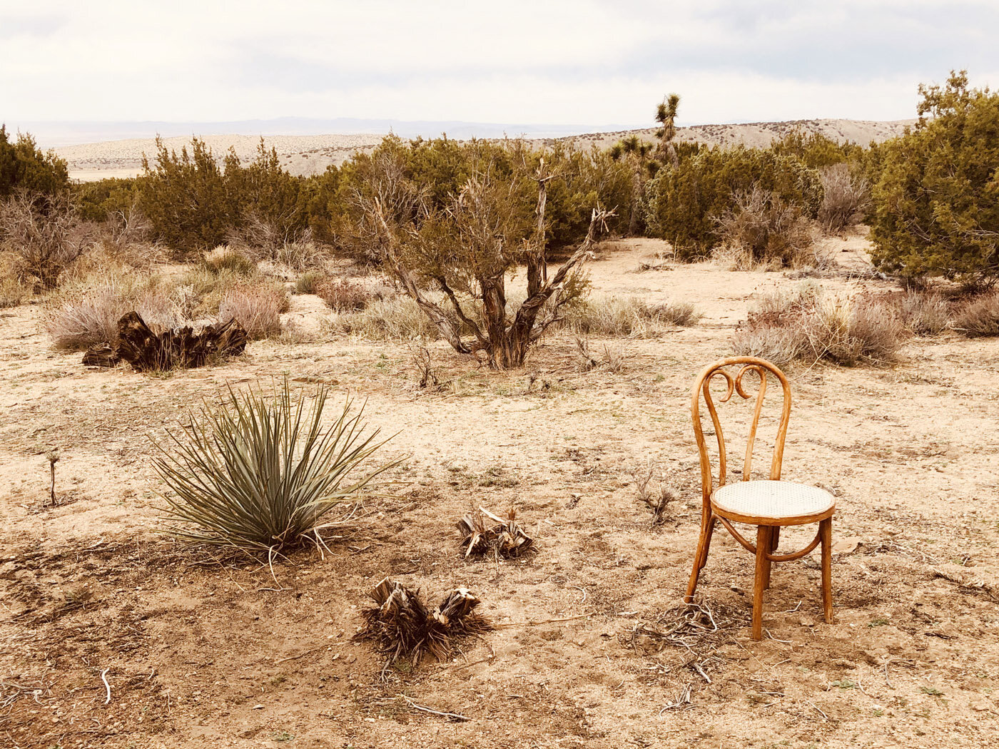 Cactus Rose Gardens - Southern California High Desert Photography Studio 