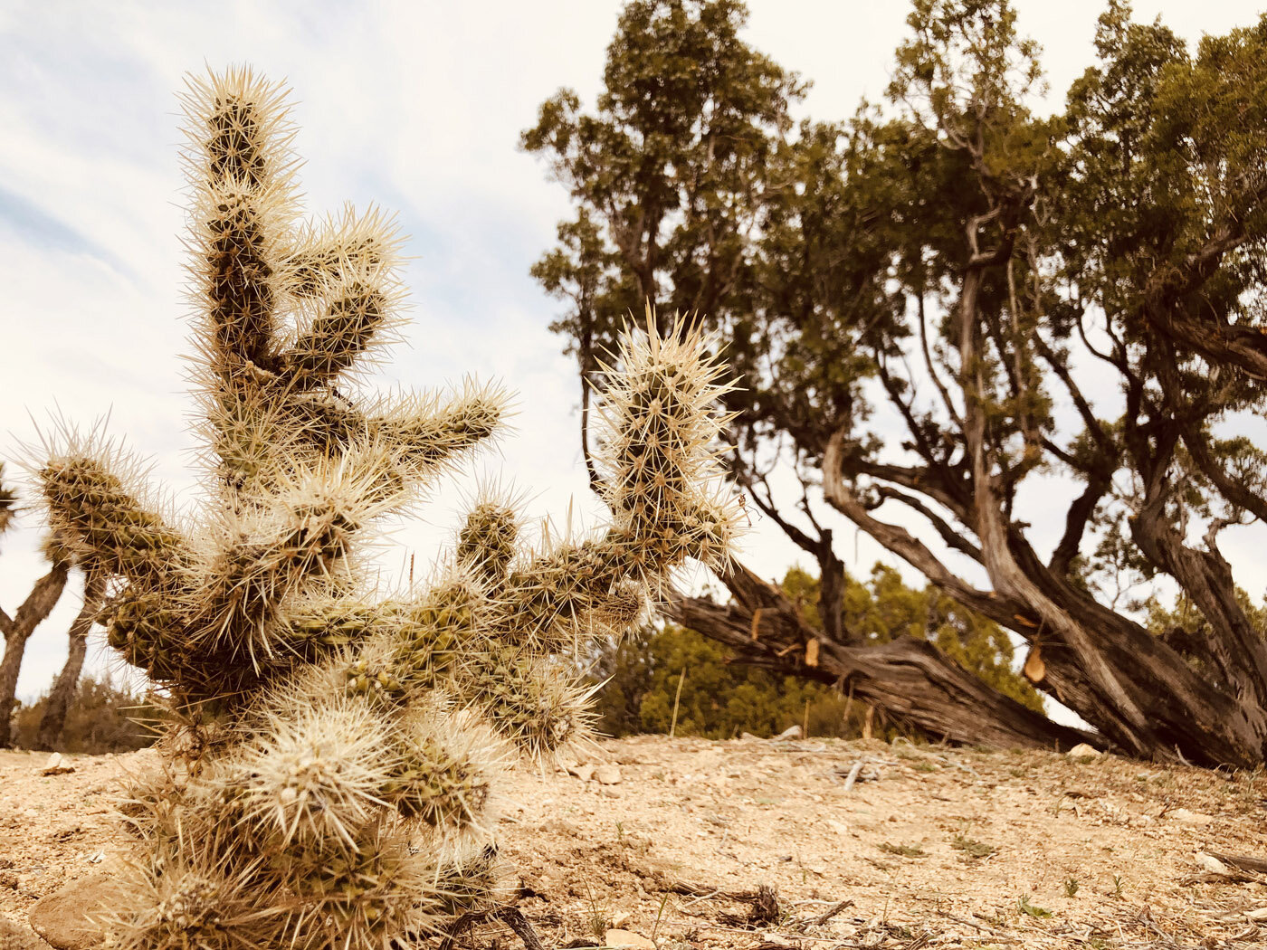 ChollaCactus-1IMG_7765.jpg