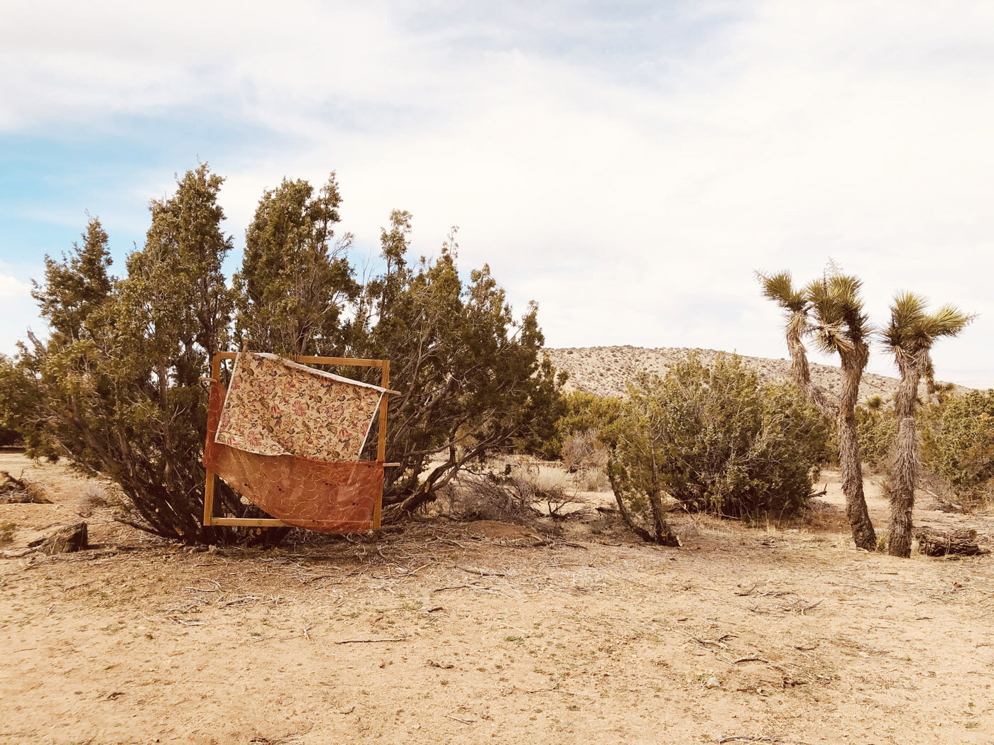 Cactus Rose Gardens - Southern California High Desert Photography Studio 