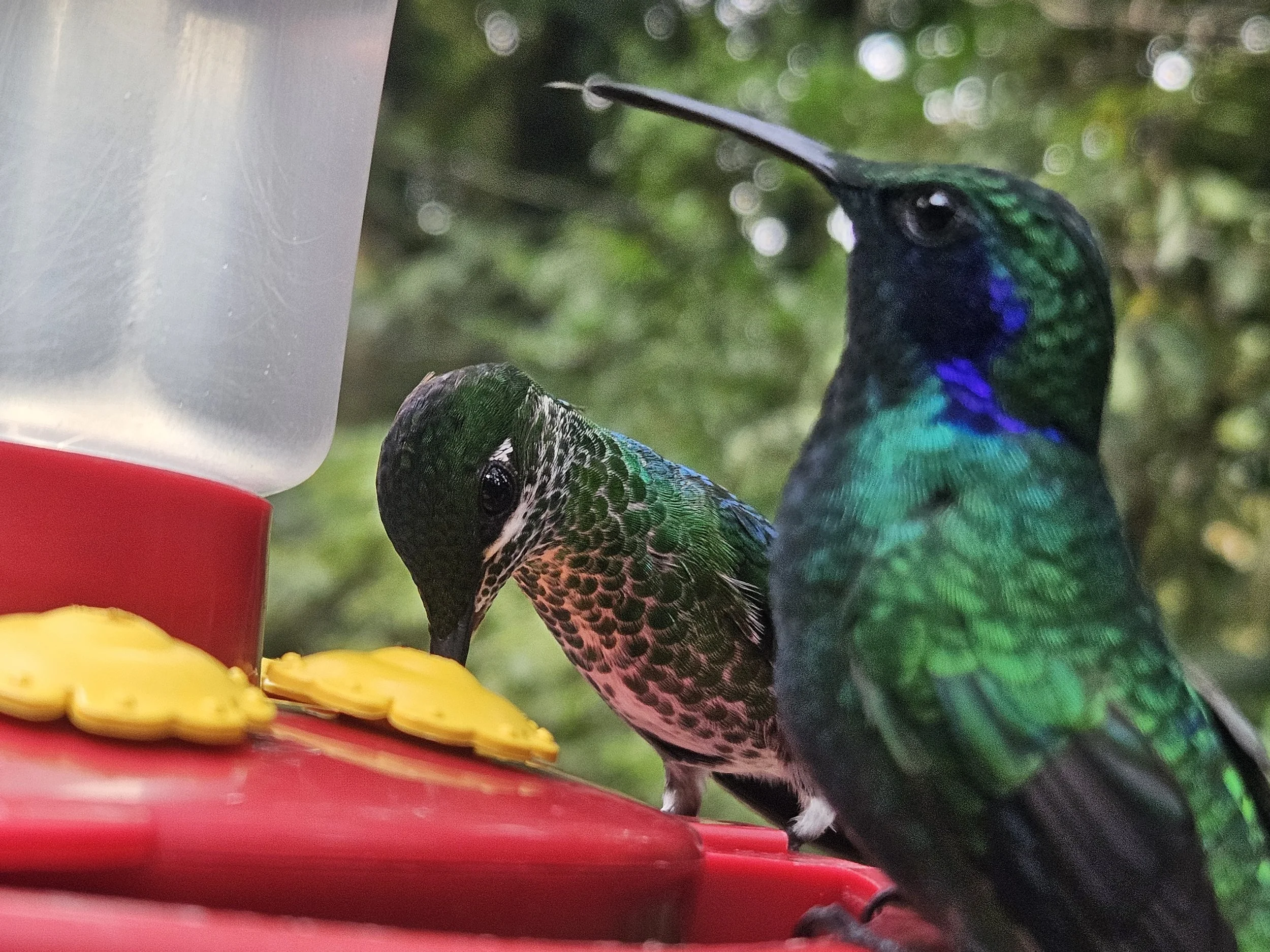 The Cloud Forests of Monteverde