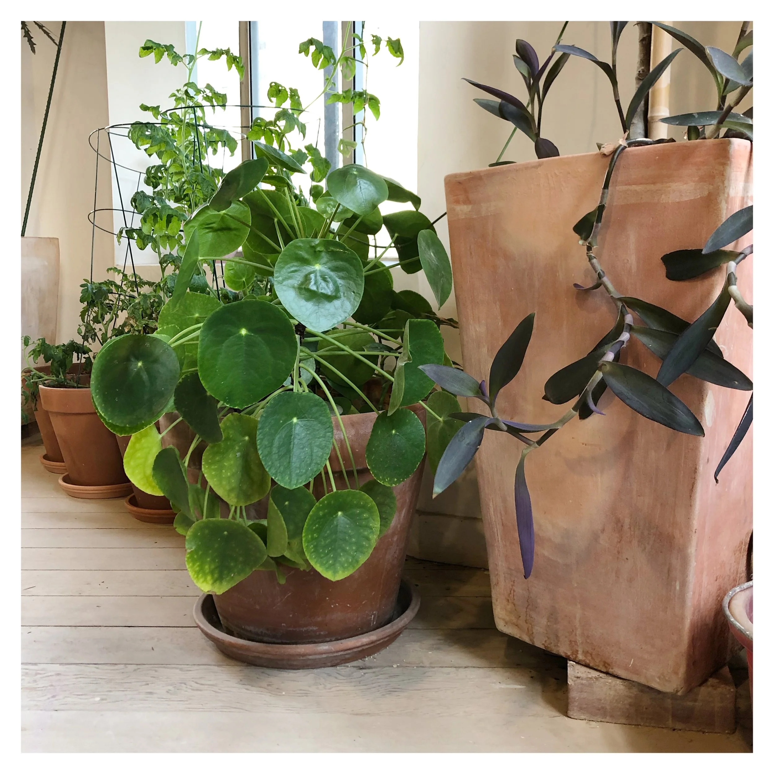 Our plants thrive