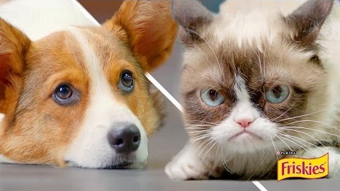 Happiness Finds Grumpy Cat - live action cartoon