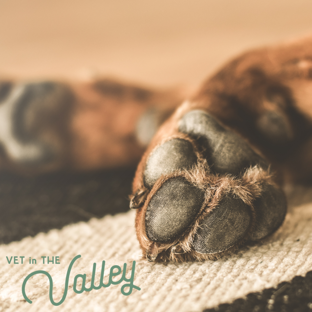 At home euthanasia — Vet in the Valley
