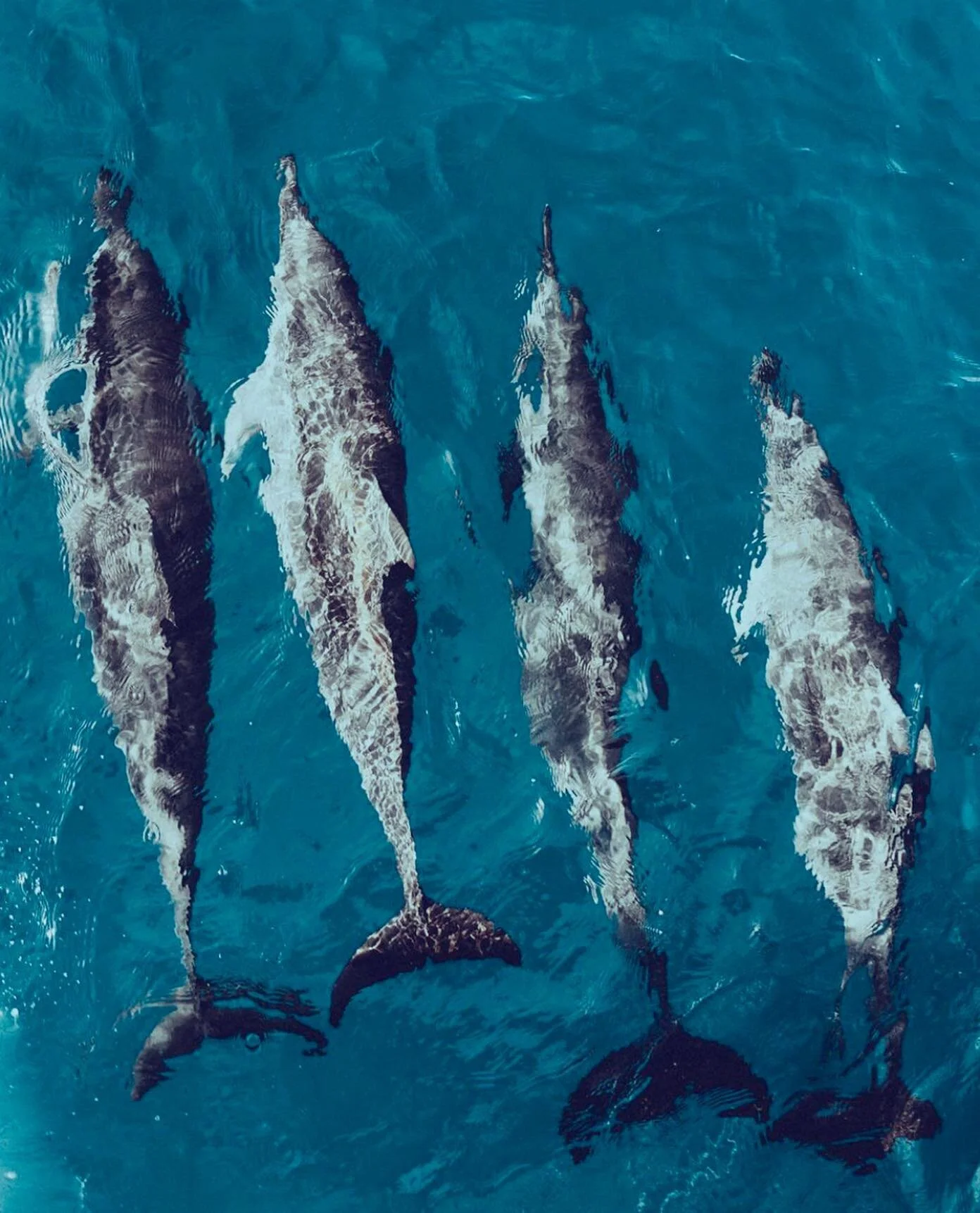 Once a #dolphin 🐬 enters your #heart ❤️ it can never be removed. #sailholokai