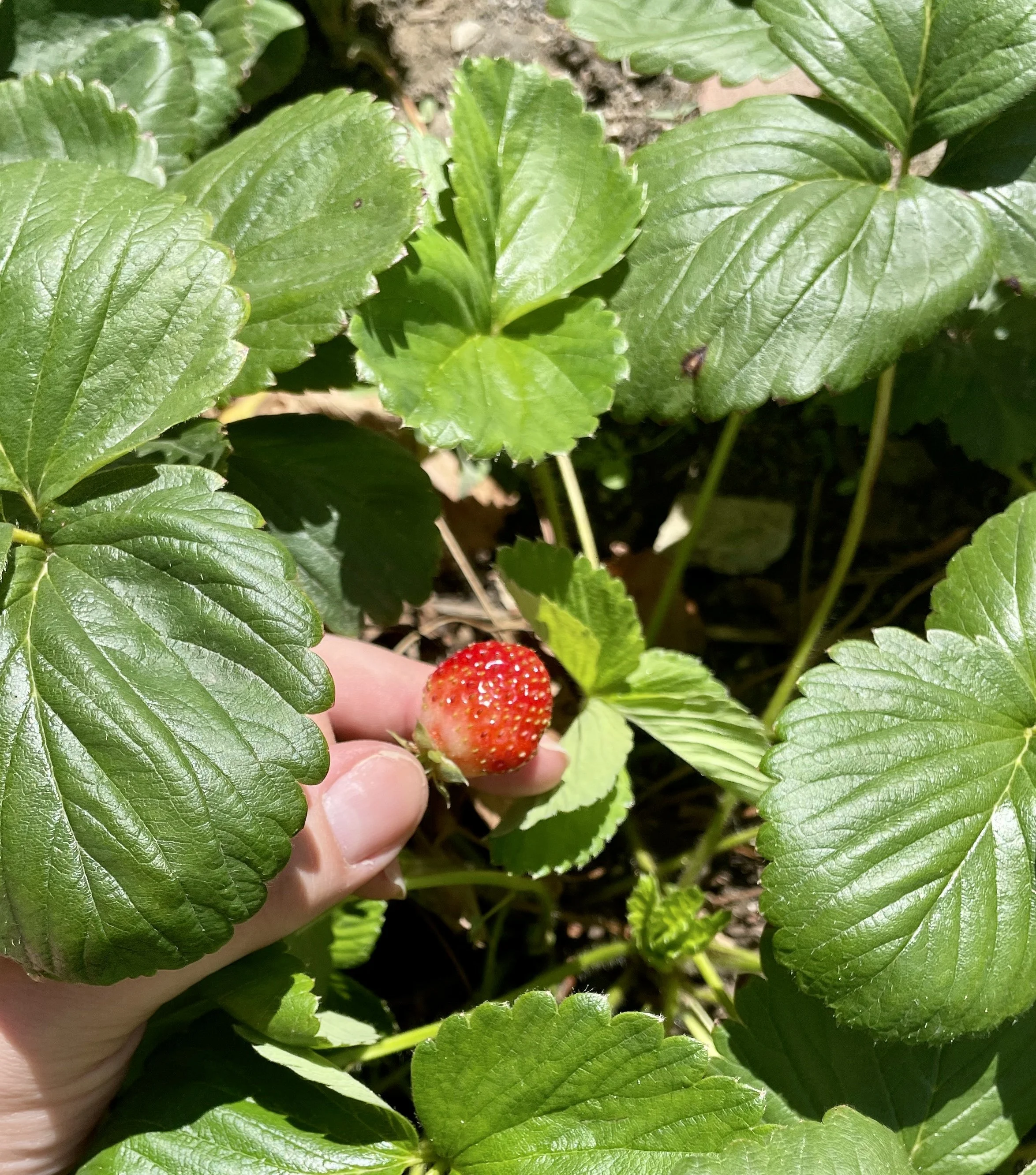 berries in september 