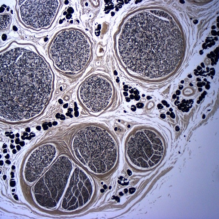 histology-image-library.jpg