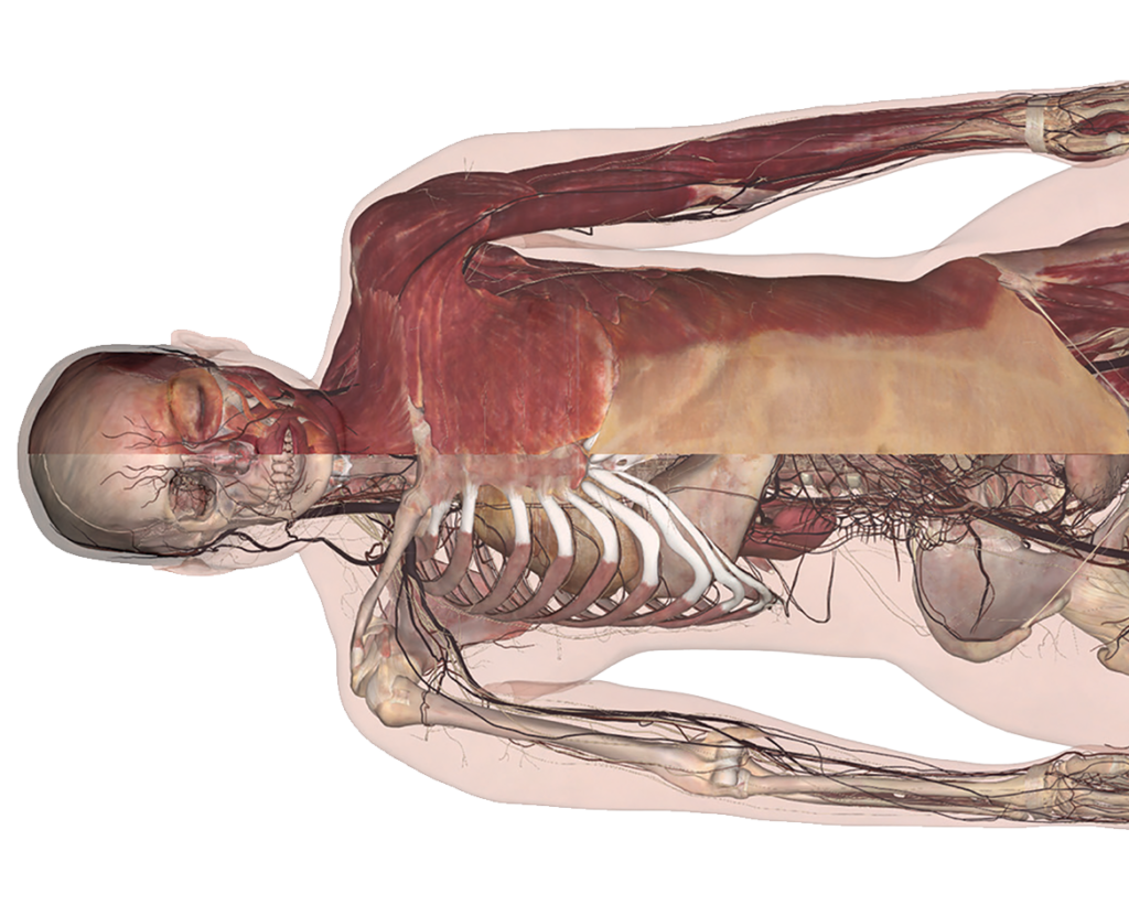 Anatomage-Table-Alpha-Vicky_header-e1470962221882-1024x831.png