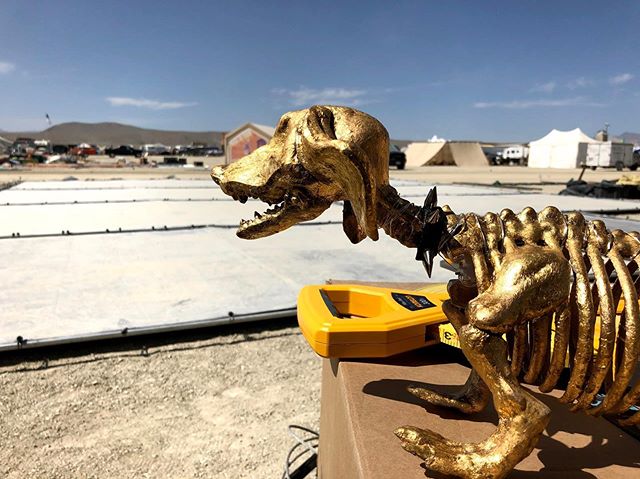 Flaco is our kamp pet, this is him living his best life watching us build and probably judging us a little bit (or a lotabit)
📷 @timhp
#kampapokalyptika
#burningman #mascot #blackrockcity #industwetrust #burningman2019 #9oclockside #buildday #burner