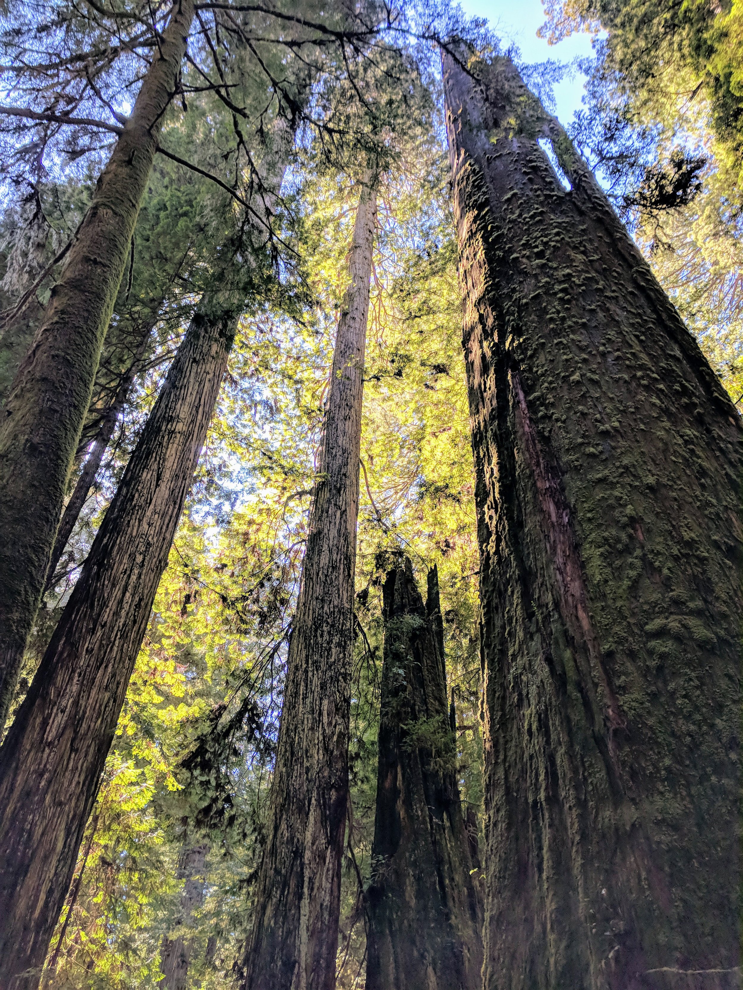 Redwoods