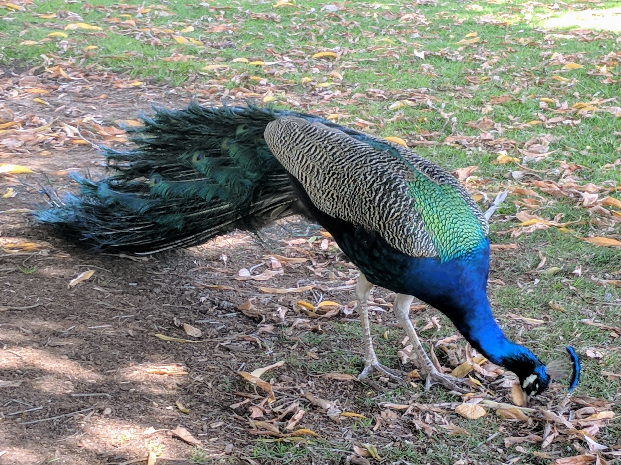 Peacock Friend at the LA Arboretum