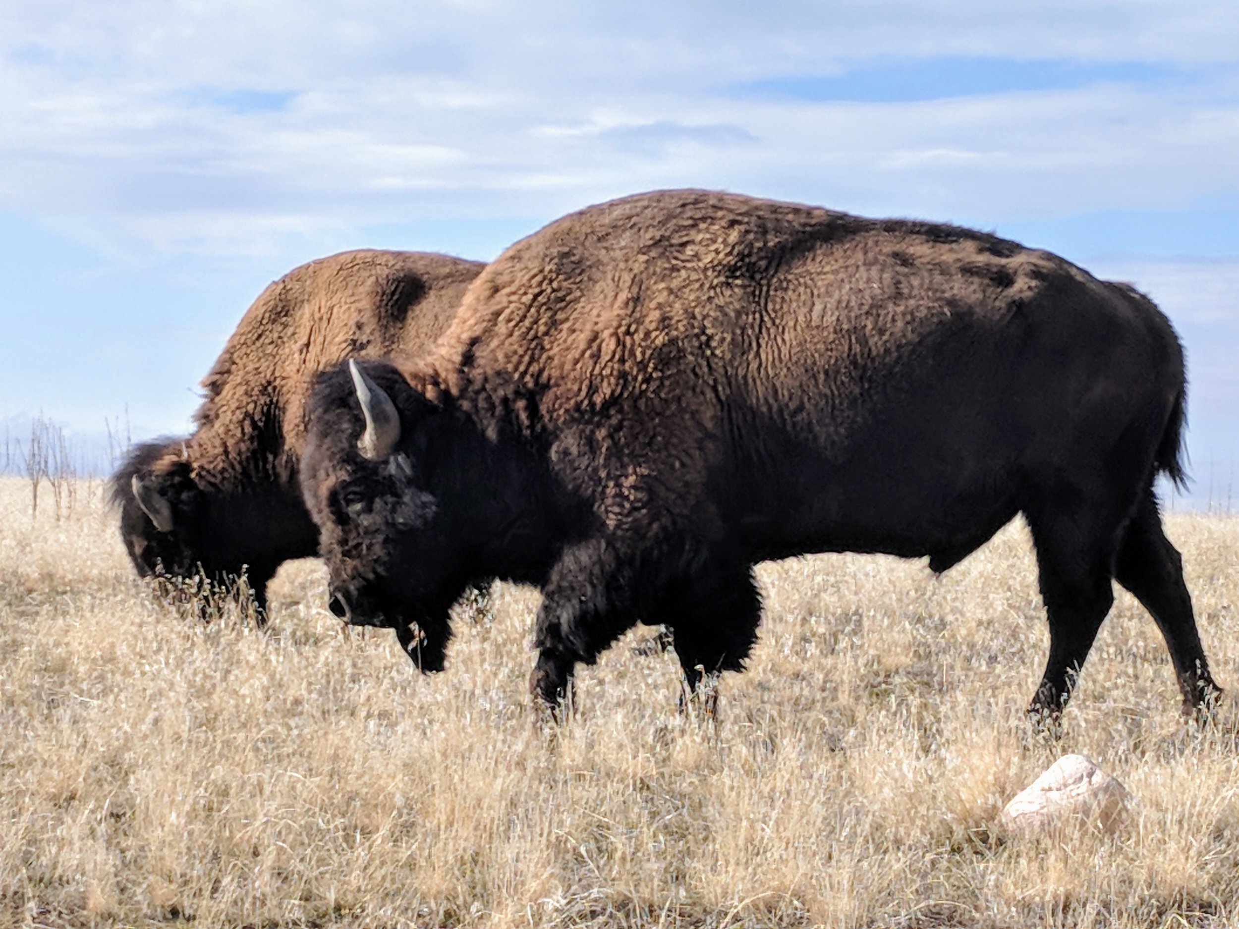 Bison at Antelope Island State Park