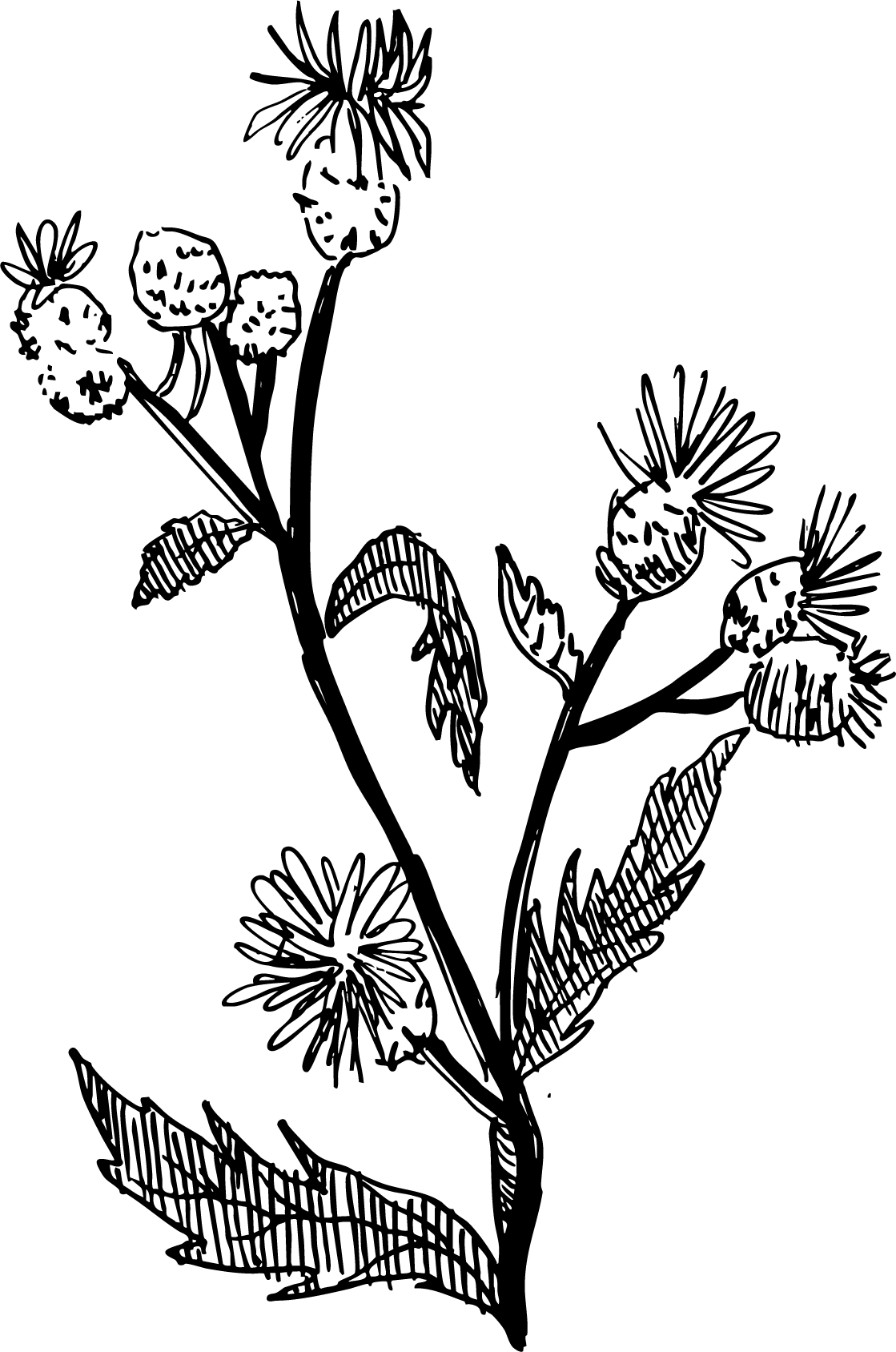 Canadian Thistle black.png
