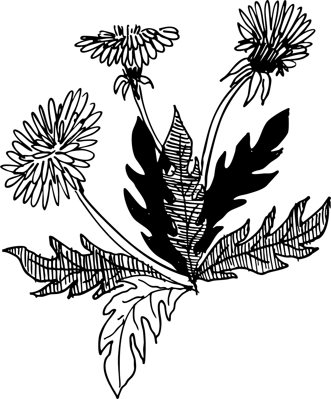 Dandelion black.png